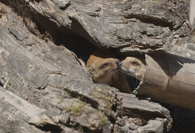 High angle view of mammals