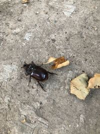 High angle view of insect on road