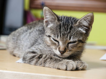 Close-up of a cat