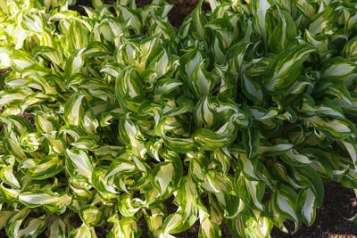 Full frame shot of fresh green plants