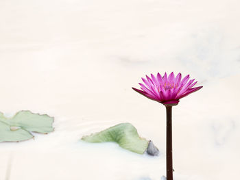 Close-up of pink flower