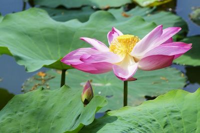 Close-up of lotus water lily in pond