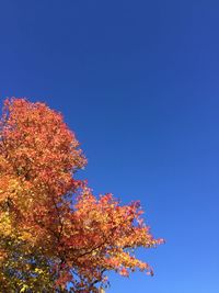 Low angle view of flowering plant against blue sky
