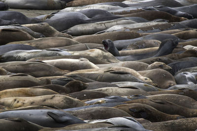 Flock of sheep on beach