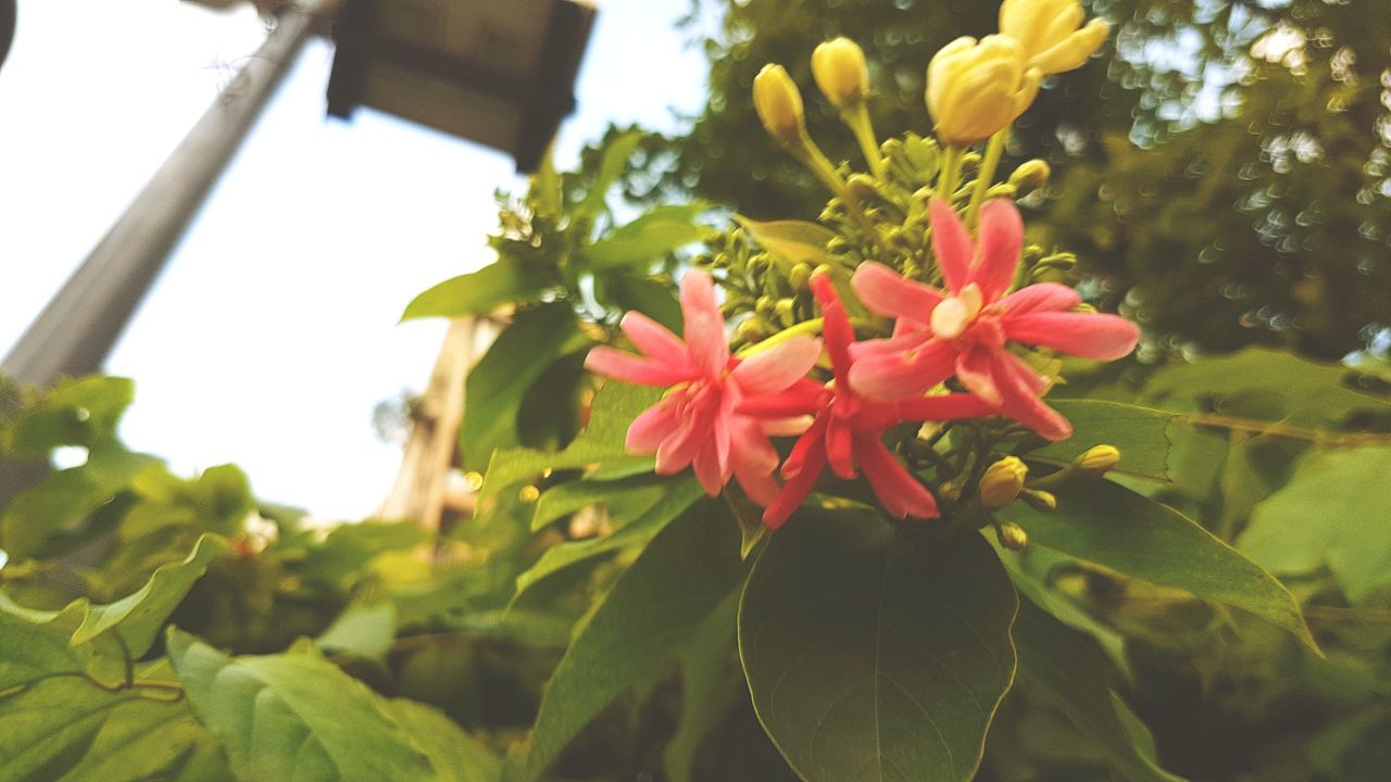 flower, petal, growth, beauty in nature, nature, fragility, plant, freshness, flower head, blooming, day, focus on foreground, leaf, no people, close-up, outdoors