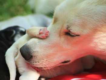 Close-up of dog