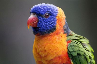 Close-up of parrot perching
