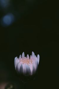 Close-up of water lily in black background