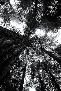 Low angle view of trees in forest