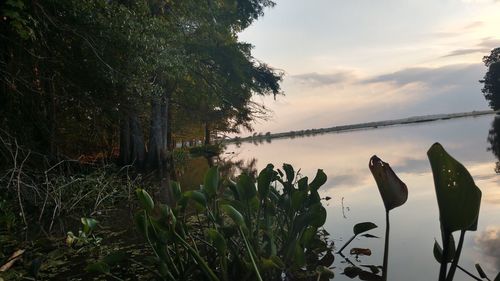 Plants by lake against sky