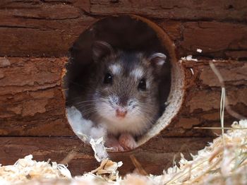 Close-up portrait of a hamster