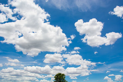 Low angle view of trees against blue sky