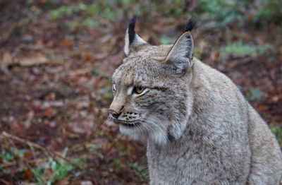 Close-up of a cat looking away