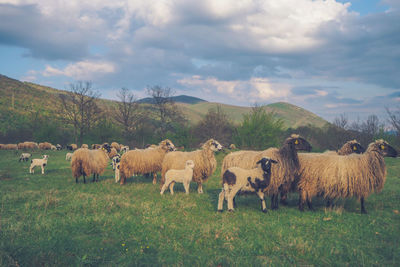 Sheep grazing on field against sky