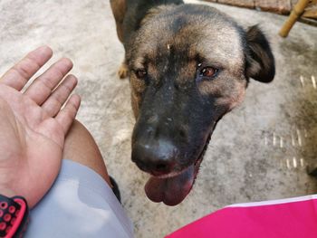 High angle view of dog