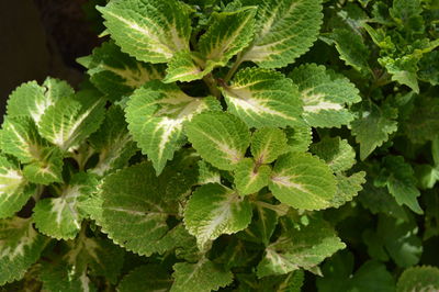 Close-up of green leaves