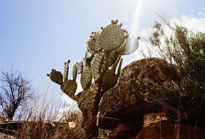 Low angle view of cactus growing on field against sky