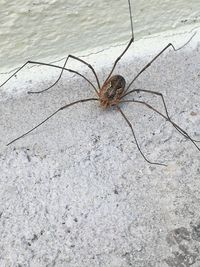 High angle view of spider on wall