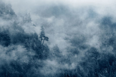 Scenic view of foggy forest 