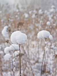 Close-up of frozen plant on snow field