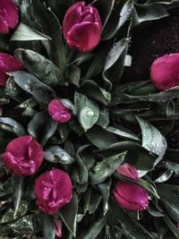 Close-up of pink flowers