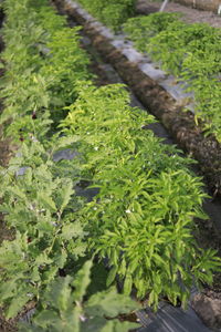 High angle view of fresh green plants growing on field