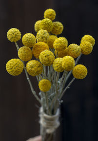 Close-up of yellow flowers against black background