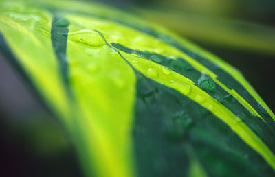 Close-up of raindrops on green leaves