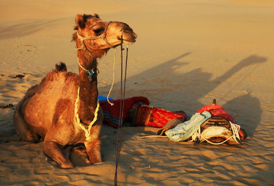 Camel in the desert