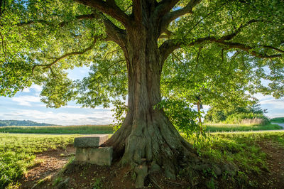 Trees on field against sky