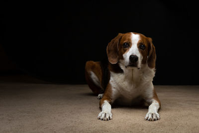 Portrait of dog sitting on floor against black background