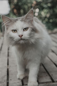 Portrait of cat looking at camera