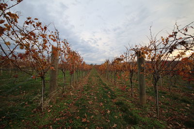 Scenic view of field against sky during autumn