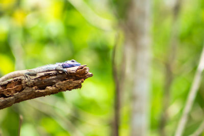 Close-up of lizard on tree trunk