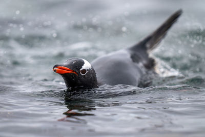 Gentoo penguin