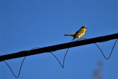 Low angle view of bird perching against clear blue sky