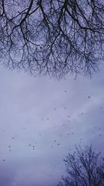 Silhouette bare tree against sky