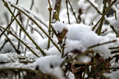 Close-up of frost on snow covered leaf