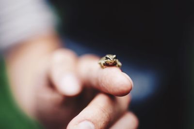 Close-up of hand feeding on lizard