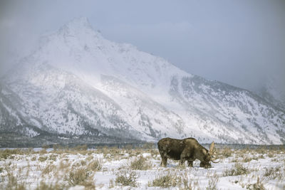 Moose grazing on snow covered field against mountain