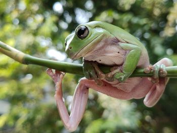 Close-up of frog on leaf