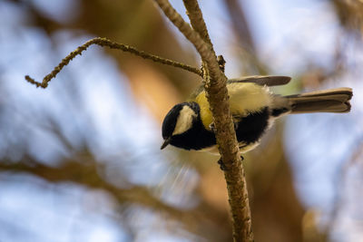 Close-up of bird