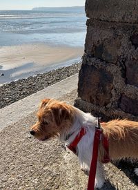 View of a dog on beach