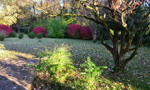 View of trees in autumn