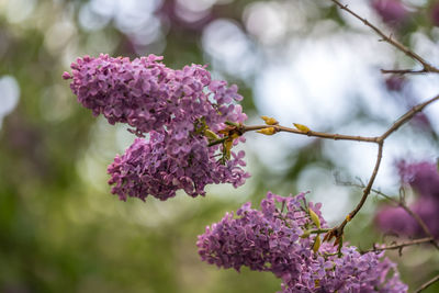 Close-up of pink flowering plant