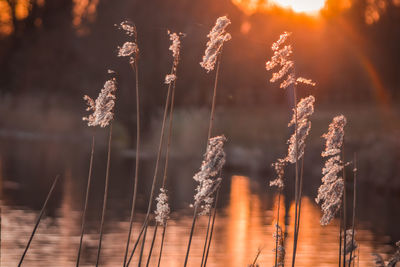 Close-up of stalks against sky during sunset