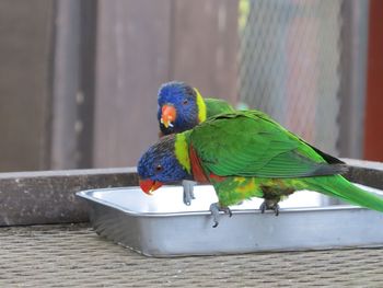 Close-up of parrot perching on leaf