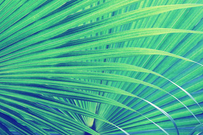 Full frame shot of palm leaves