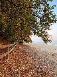 Trees growing on footpath during autumn