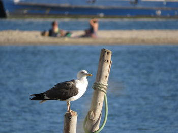 Seagull perching on wooden post by sea